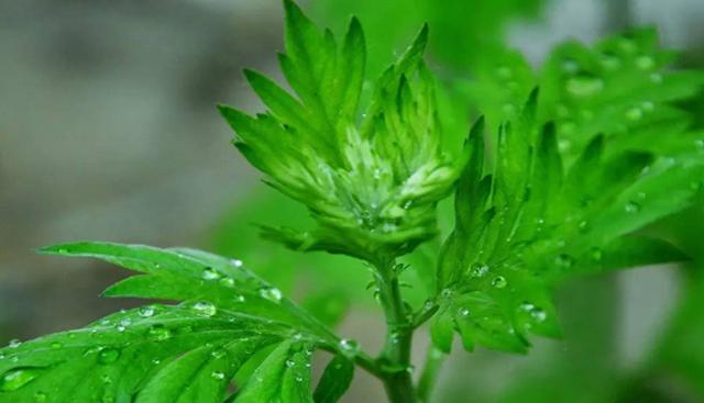艾草产业