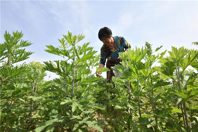 采摘艾草制艾茶致富农民奔小康