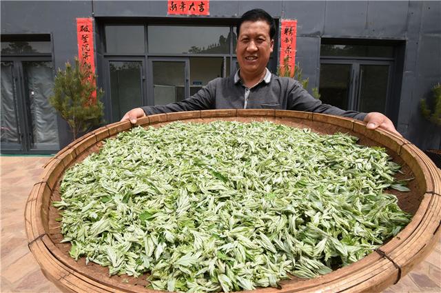 艾草种植