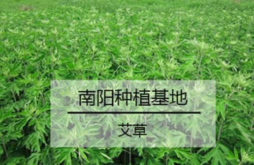 南阳艾草种植