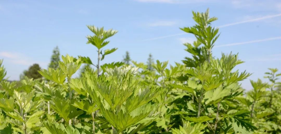 河南孟津小浪底艾草变身致富草,一亩入4000元
