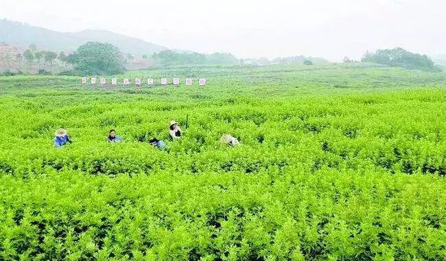 艾草致富