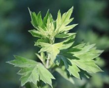 艾草:千年扁鹊仙草,道地汤阴北艾
