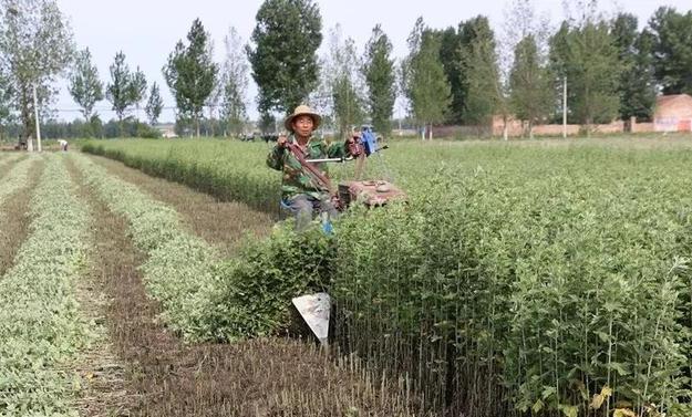 艾草种植