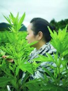 大山女人不简单,将不起眼的艾草做成产业!