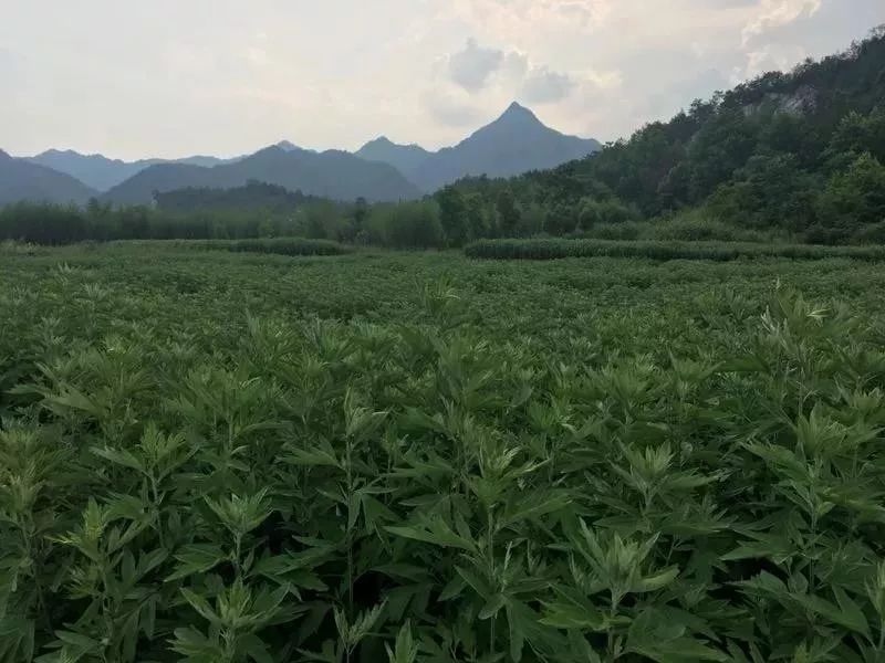艾草种植