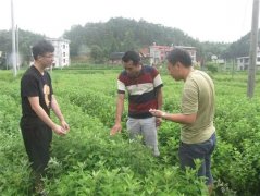 小艾草大财富,隆回小伙带领乡亲走上致富路!