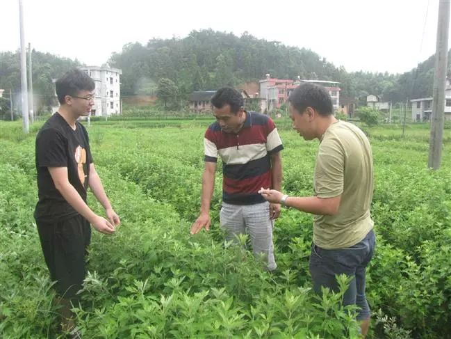 小艾草大财富,隆回小伙带领乡亲走上致富路!