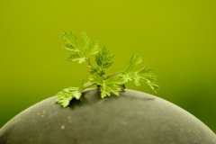 蕲艾成为带动群众脱贫的＂致富草＂!