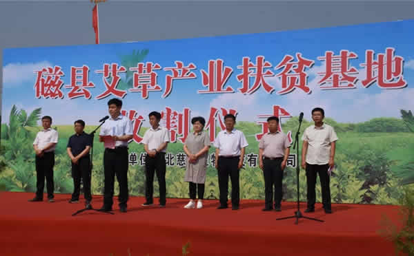 千亩艾草织锦绣,产业扶贫看磁州!