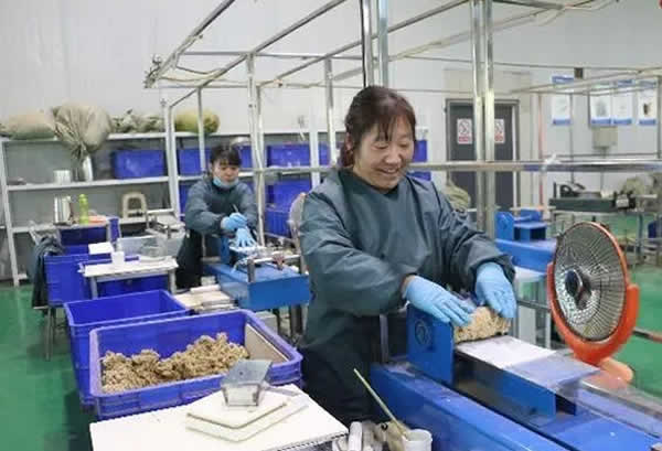 艾草种植
