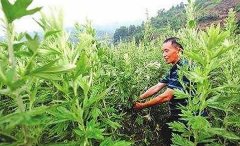 恭城县嘉会镇人艾草种植加工艾条致富