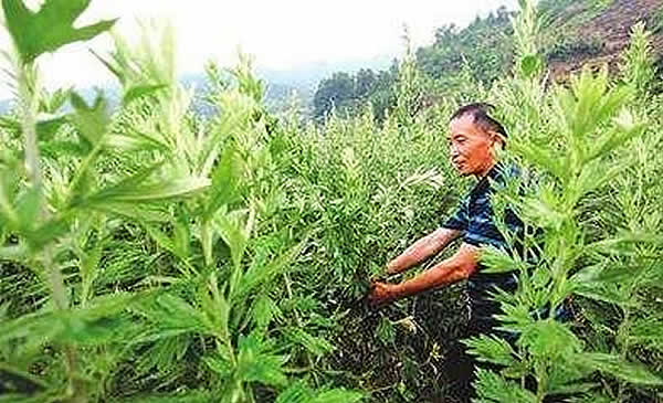 艾草种植