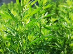 蕲艾产业协会全力以赴,确保蕲艾应收尽收