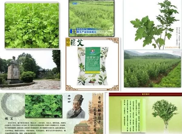 李时珍蕲艾健康旅游文化节