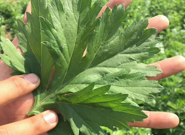 前景光明的艾草种植产业