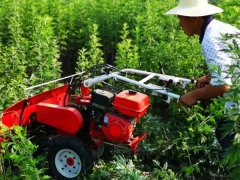 企业定点收购艾叶,群众种植效益有保障