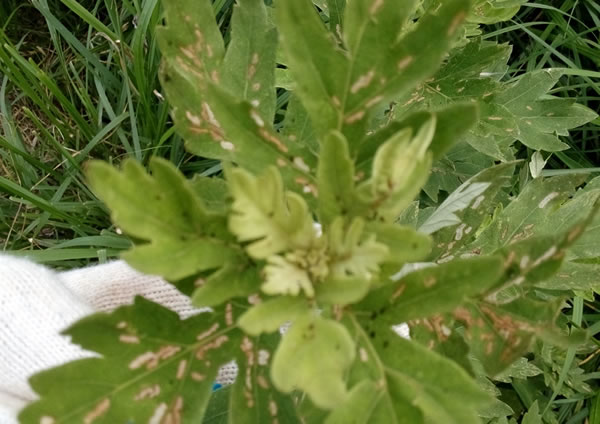 开展为期一年的蕲艾市场专项整治