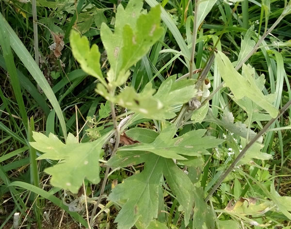 蕲艾借力节会打造网红品牌