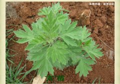 管窑镇寒婆岭村建设蕲艾种苗繁育基地