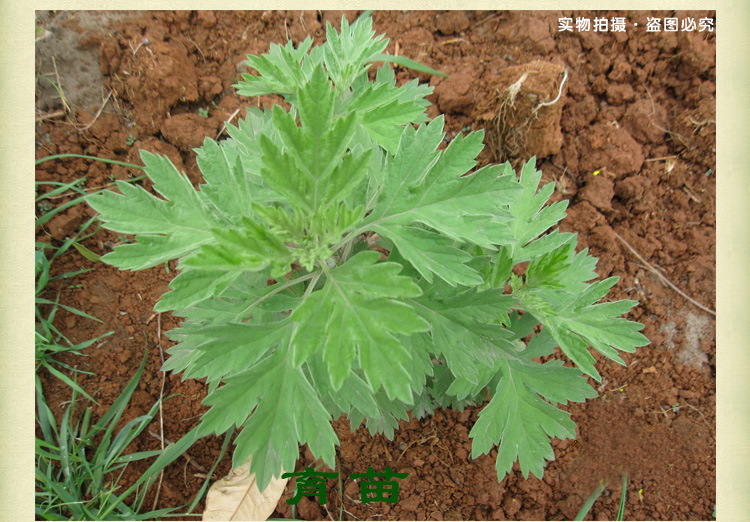 管窑镇寒婆岭村建设蕲艾种苗繁育基地 
