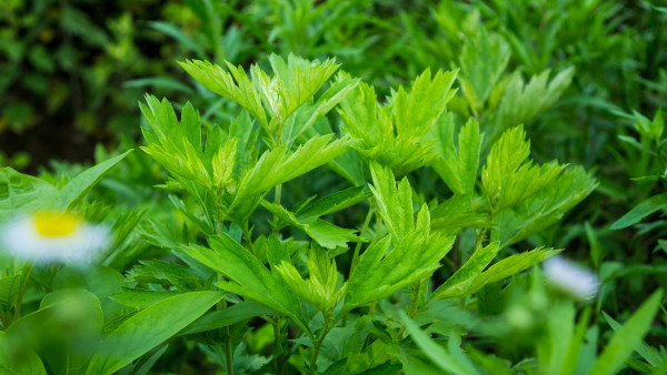 央视纪录片《本草中国》第二季推介蕲艾