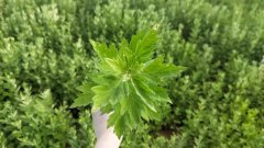 艾草种植脱贫致富好产业,10月-11月种植艾草正当