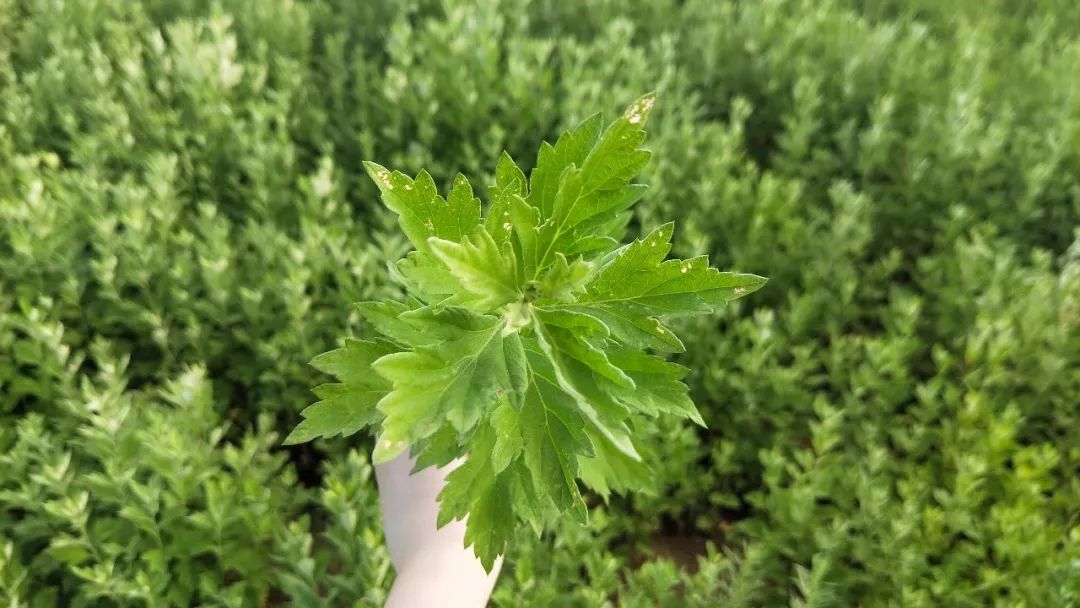 艾草种植脱贫致富好产业,10月-11月种植艾草正当时!