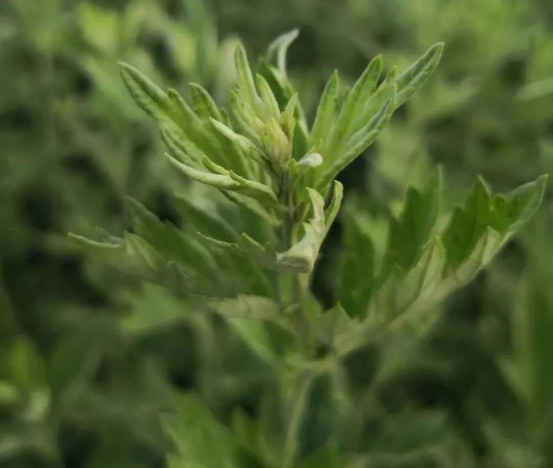 艾草种植