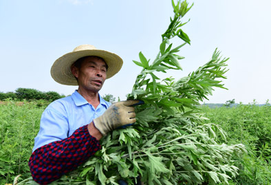 李时珍故里,小艾草长成"扶贫树"