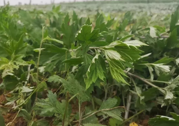 艾草种植