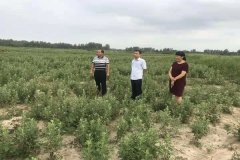 安徽省明光市发展艾草生产助推农户脱贫致富