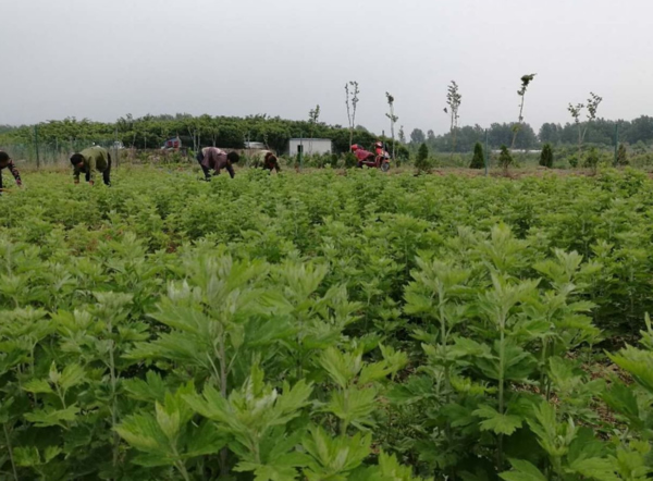 艾草产业发展的风向标,安徽艾草看明光!