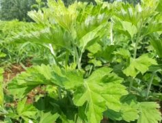 种植艾草国家有补贴吗?种植前景如何?