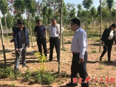 馆陶县领导督导艾草产业发展情况