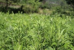 南召昔日艾草变金枝玉叶,朝阳产业助脱贫致富