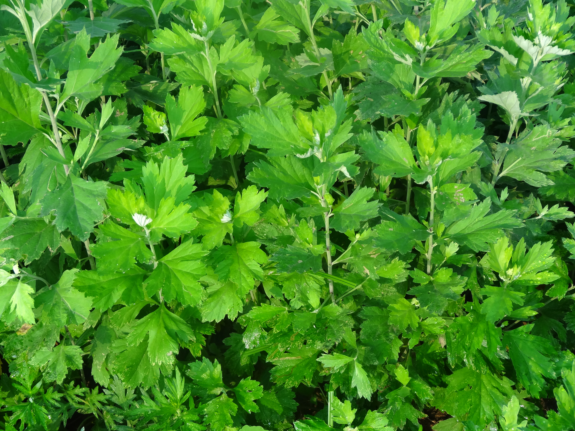 艾草种植