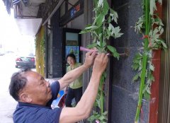 芒种习俗:挂艾草传递民俗文化