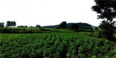 因＂艾＂生财南阳宛城区艾草产业助脱贫