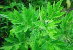 铜梁助村民脱贫致富,艾草绿化荒坡荒地
