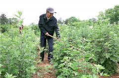 艾草种植成为团结村"点石成金"的秘诀