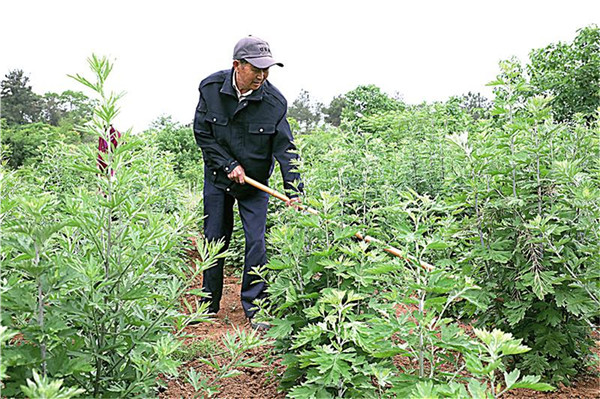 艾草种植成为团结村"点石成金"的秘诀