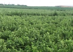 青青艾草飘香,日照砖瓦之乡变身"寻艾小镇"