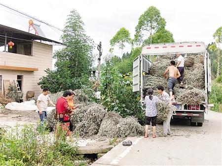 馆陶县教育体育局迅速推进艾草进校园