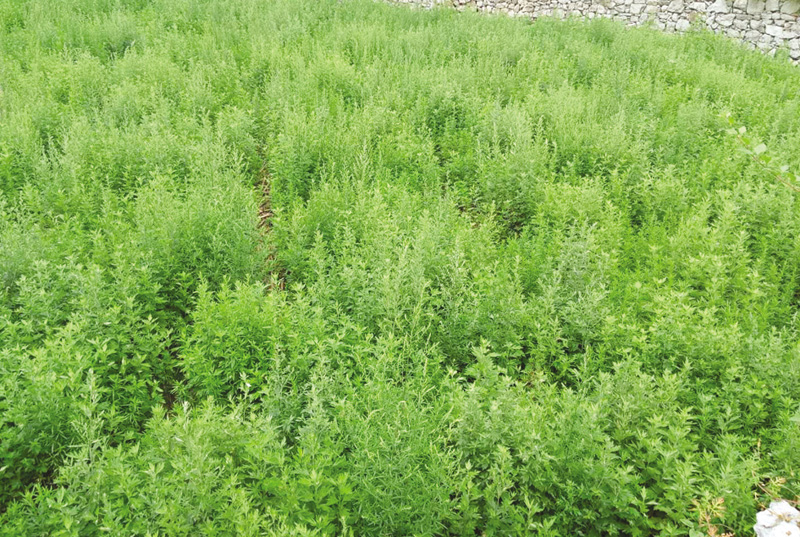 馆陶县教育体育局迅速推进艾草进校园
