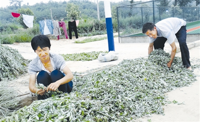 社旗县召开艾草产业园规划论证会