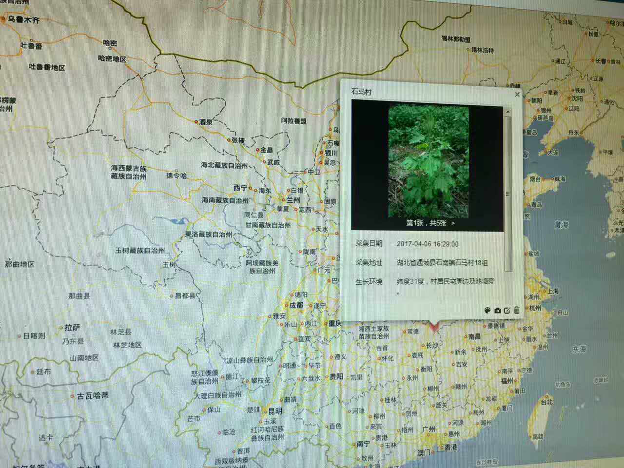 《中国艾草地图》始绘,艾草价值重新发现和定义!