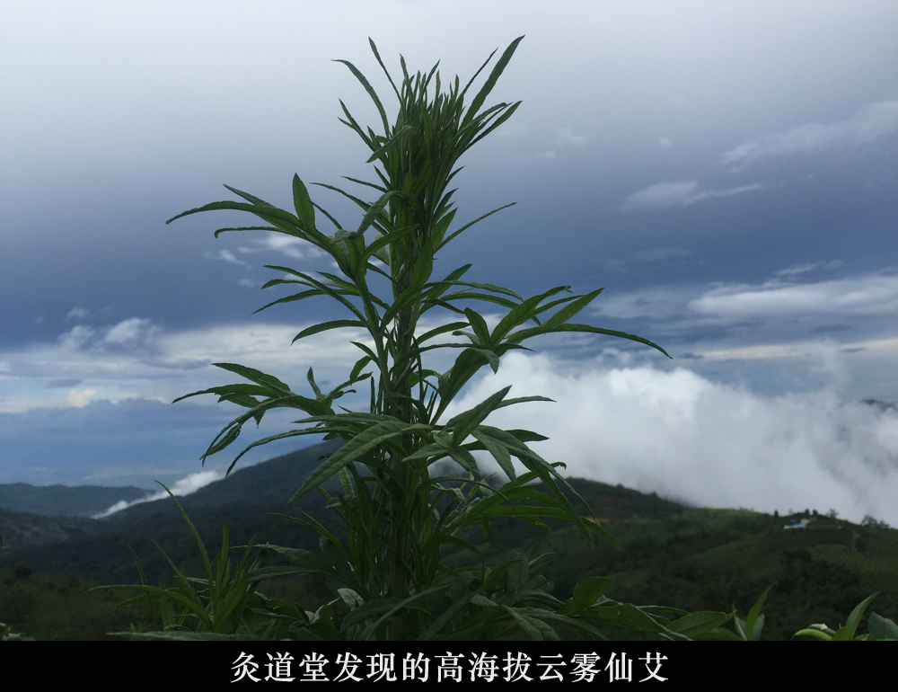 艾草样本