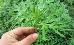 艾草四性艾草产业存在问题及发展建议