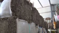 馆陶:＂小艾草”种成“大产业＂